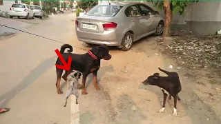 Rottweiler attacks a  small dog!!!