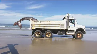 Dead gray whale in La Jolla hauled away for further study