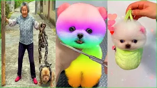 Tik Tok Chó Phốc Sóc Mini 😍 Funny and Cute Pomeranian #247