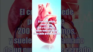 Top 5: Curiosidades sobre el corazón humano #corazon #corazón #medicina #ciencia #cardiovascular