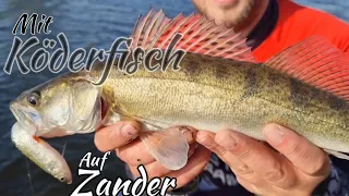 Zander angeln Tipps & Tricks mit Pose & Grundmontage zum Erfolg #fishing #angeln #zander #bigs