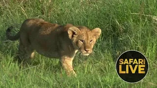 safariLIVE - Sunrise Safari - January 3, 2019