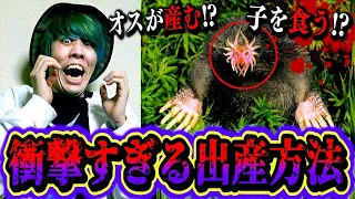 【都市伝説】あまりに衝撃的な出産をする生物６選