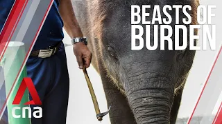 Hooks, chains and pain: How Thailand's elephants became a symbol of despair