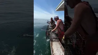 What its like to work on a Maine lobster boat.