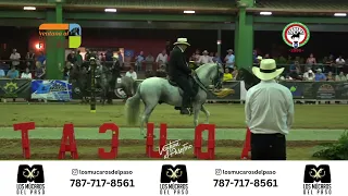 Evento #25  Gran Campeonato de Potros y Caballos de Paso Fino