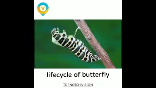 life cycle of butterfly in 15 seconds #shorts #butterfly