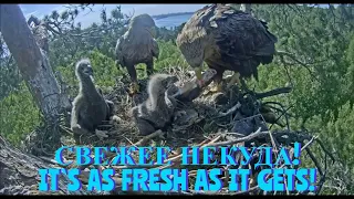 Самое свежее - детям!🐣💦🐠💦🐥🦅The freshest is for the children!🌲Камычи•25.05.2024