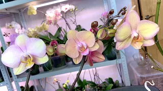 orchid sellers SCAM / DO NOT BUY these varieties of orchids under the guise of LEGATO
