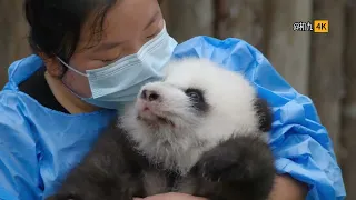 3/11/2023,4K quality，Star delivery room。Fried Fox Mouth，小鳌拜。Giant Panda cubs，baby panda。