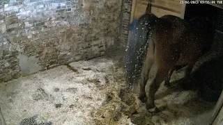 Horse shit