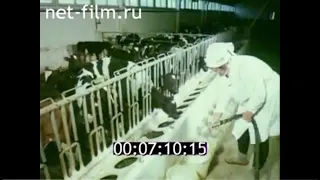 Совхоз Вороново. Молочный комплекс Щапово. Подольский район (1977 г.)