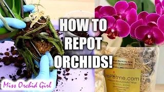 Orchid Care for Beginners - How to repot Phalaenopsis Orchids