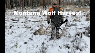 Montana Wolf HUNT!