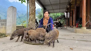 Selling 5 wild boar raised for 1 year - Buy sandals, oranges, instant noodles - Green forest life