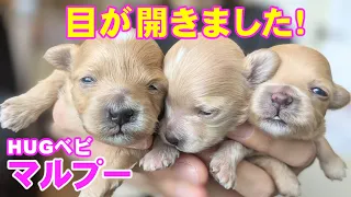 ［生後13日目］HUGベビ❤マルプー 目が開きました！