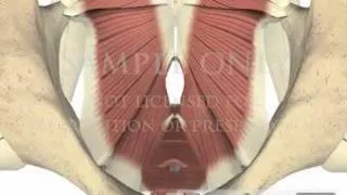 Lumbar Spine Pelvis Muscles Pelvic Floor physical therapy 3D animations
