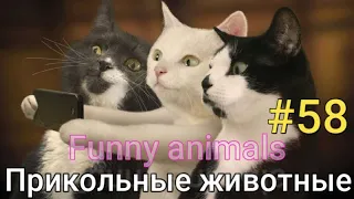 Приколы с животными 2023-СМЕШНЫЕ КУБЫ #58-СМЕШНЫЕ ЖИВОТНЫЕ 2023-Funny Animals Videos Compilation