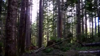 Idaho Bigfoot sighting story