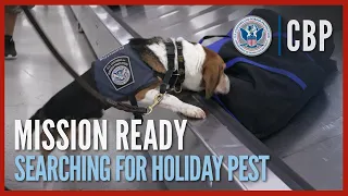 Preventing Unwanted Plants & Pests During Holiday Travel | CBP Mission Ready