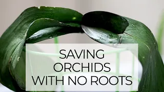 Saving Dehydrated Orchids with No Roots - Epic Orchid Rescue Episode 3: Rootless Phalaenopsis