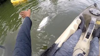 My FIRST Time KAYAK FISHING! - Tarpon Caught - Inshore Fishing in Trinidad and Tobago, Caribbean