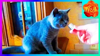 Как кот Шерлок выбирал мне духи Смешные животные🐱🐈