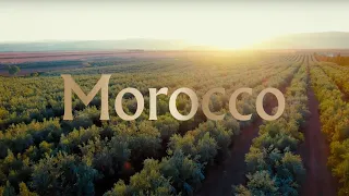 Farm To Table | The Process of Producing Moroccan Olive Oil with the Highest Polyphenols