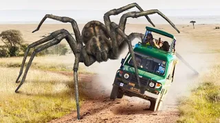 Was wäre, wenn Spinnen so groß wie Autos auf der Erde auftauchen würden?