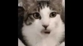 Funny cats.  Vine compilation.  Смешные кошки.  Подборка