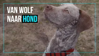 Hoe evolueerde de wolf naar hond?