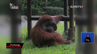 Orangutan Caught Smoking Cigarette On Camera. Shocking Video Is Viral