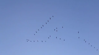 Стая журавлей улетает на юг осенью. A flock of cranes flies south in autumn.