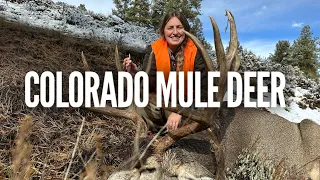 Colorado Dream Mule Deer Buck