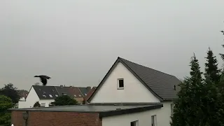 Positiver Blitzeinschlag mit Hausruckler :) vom 26.07.2021 in Kleve Gewitter