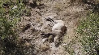 wild boar hunting [ domuz avı] ANKARA Murat UGUZ