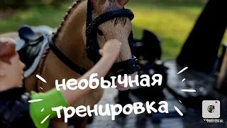 Необычная тренировка лошадей ШЛЯЙХ/ жеребёнок который не разу не был на суше