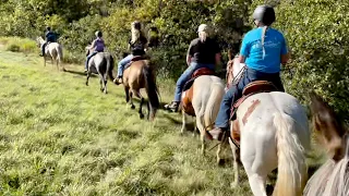 How To Make A Good Trail Horse