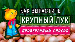 Посев лука семенами без пикировки. Эксибишн и ялтинский