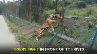 Tigers fight in front of tourists at Bannerghatta National Park