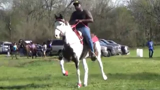 Spotted Tennessee Walking Horse at B-WARE  Arkansas Trail Ride