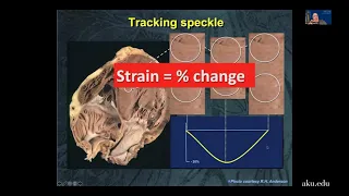 Imaging, cardiovascular programme and heart failure | Pulse 2021