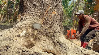 Stihl ms881 & Husqvarna 395xp‼️ cutting down huge trembesi tree forked.