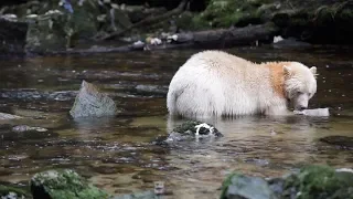 Rare Spirit Bears Fishing For Dinner