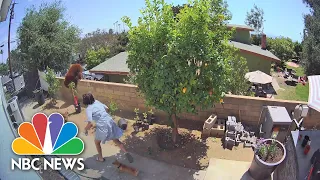 Watch: Teen Fights Off Bear To Protect Dogs In California Backyard