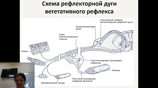 Физиология вегетативной (автономной) нервной системы