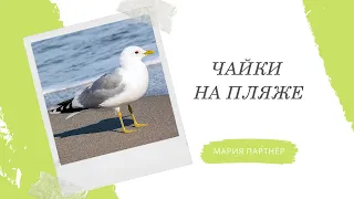 Чайки на пляже