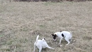 My future hunters doing their job (6m old foxterriers) 🐾🐀