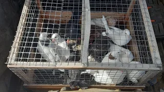 #Pigeons.Проверка тех же пищалок из ростоянии 500м.