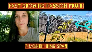 How fast does Passion Fruit really grow? | Central Florida Garden Zone 9b - 3 month time span